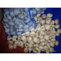 2020 Hot Sale Normal White Garlic